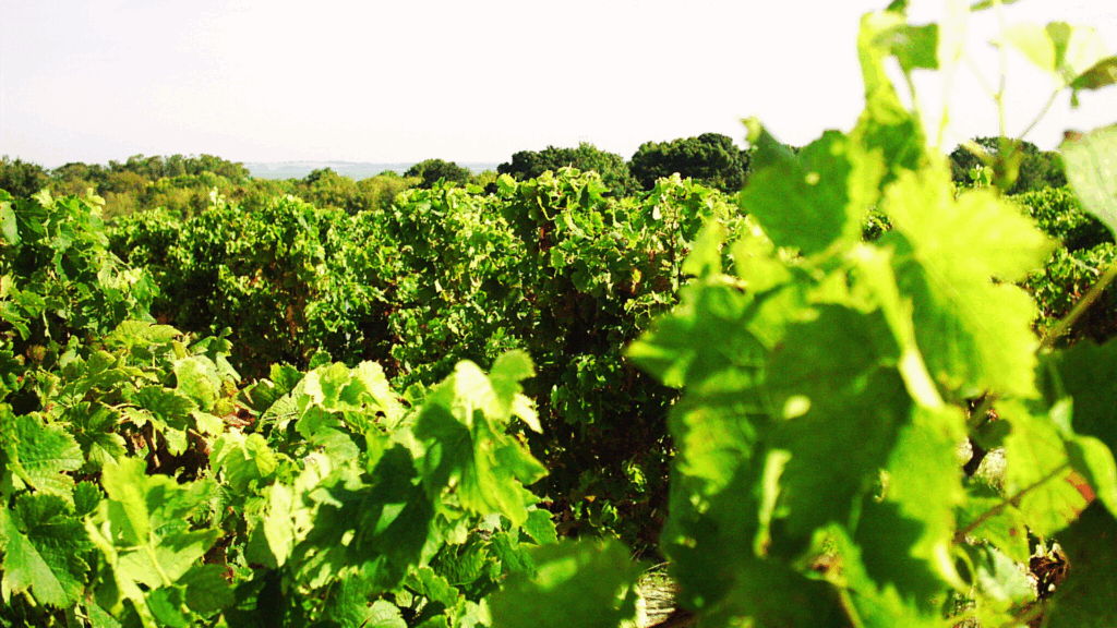 Vignoble de Château Saint-Christoly dans le Médoc